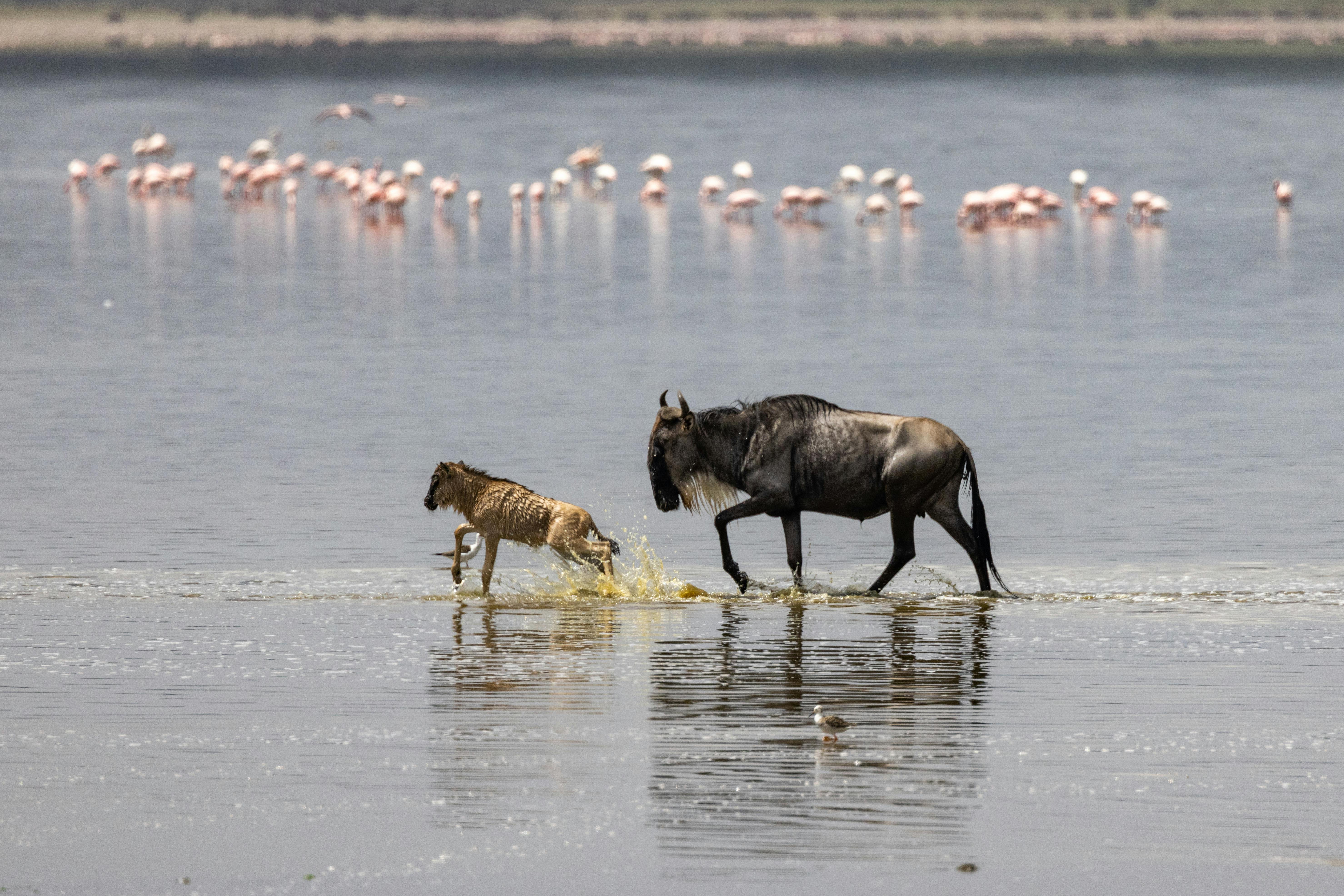 Lake Natron